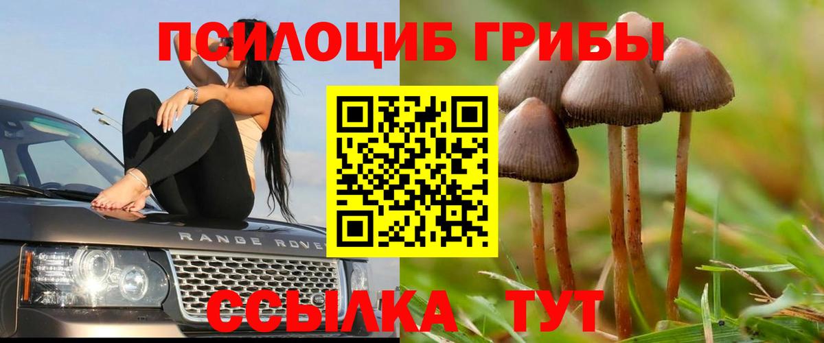 Псилоцибиновые грибы Psilocybe Ишимбай